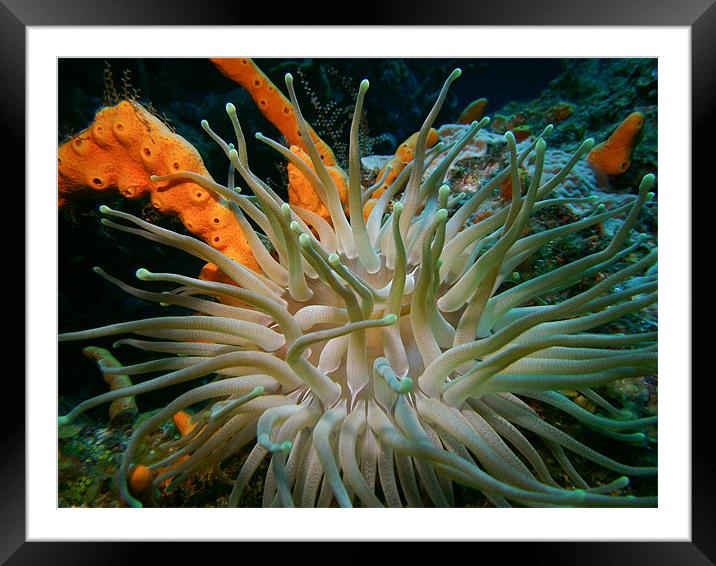 Cozumel Anemone in the Deep Framed Mounted Print by Jason Sawicki