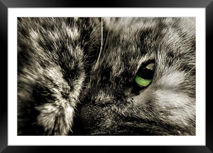 catnap Framed Mounted Print by Heather Newton