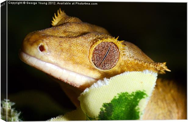 A sleeping Gecko Canvas Print by George Young