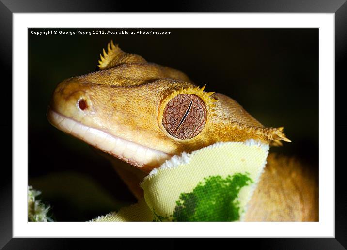 A sleeping Gecko Framed Mounted Print by George Young