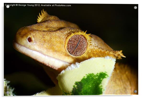 A sleeping Gecko Acrylic by George Young