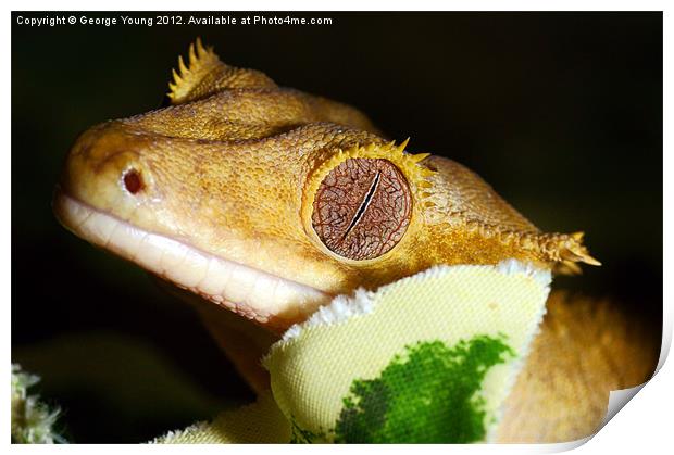 A sleeping Gecko Print by George Young