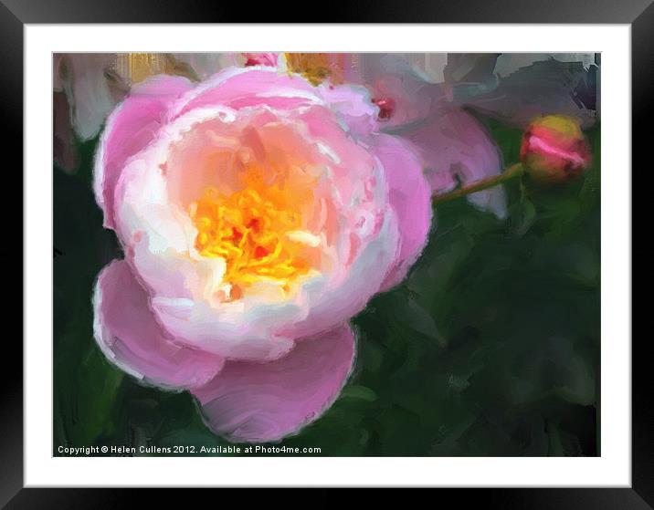 PINK PEONY Framed Mounted Print by Helen Cullens