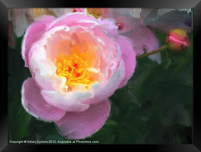 PINK PEONY Framed Print by Helen Cullens