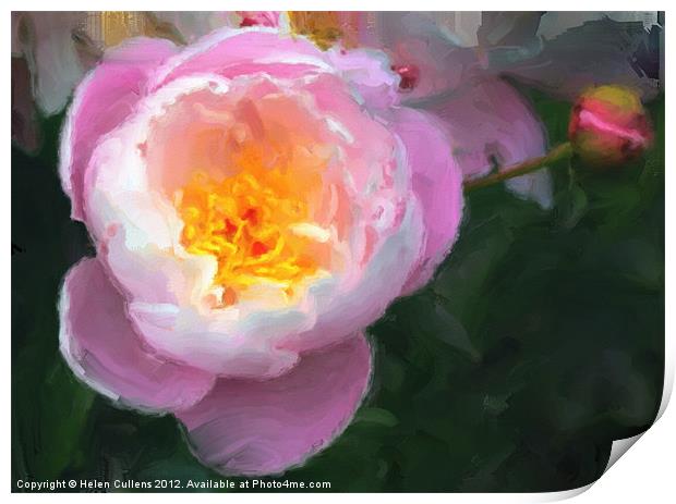 PINK PEONY Print by Helen Cullens