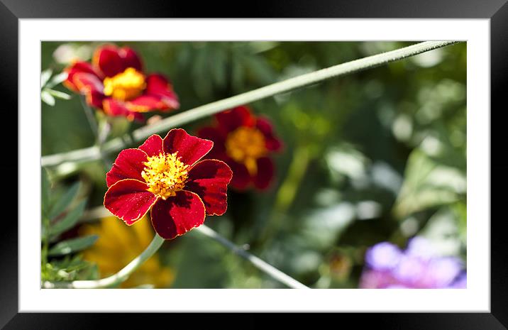 Red petals in the sun Framed Mounted Print by Erika Laur