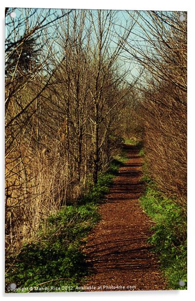 Woodland path Acrylic by Mandy Rice