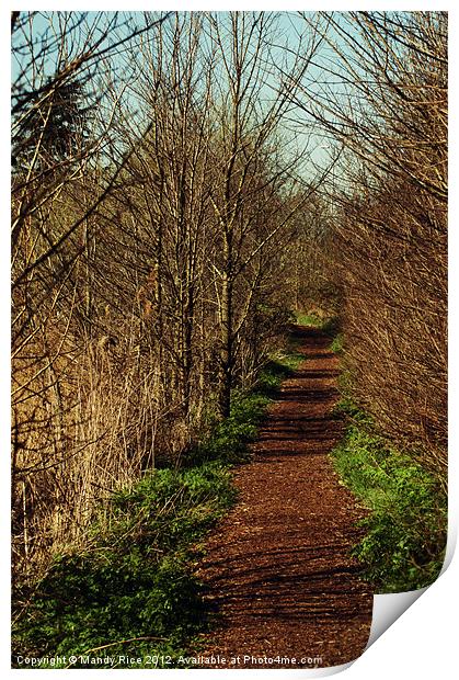 Woodland path Print by Mandy Rice