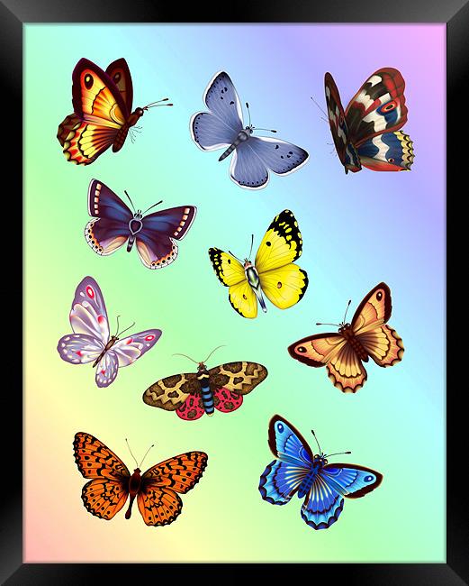 Bright Butterflies Framed Print by Lidiya Drabchuk
