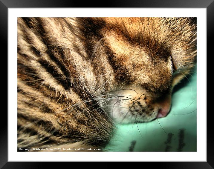 Snooze time MIla Framed Mounted Print by Alexia Miles