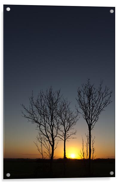 Trees at Sunset Acrylic by Simon Wrigglesworth
