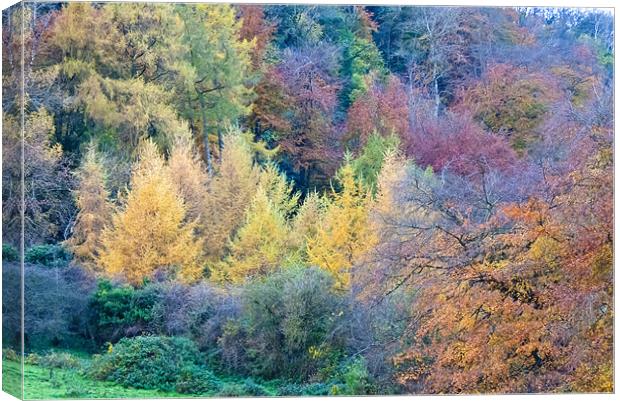 Colours of Autumn Canvas Print by Paul Evans