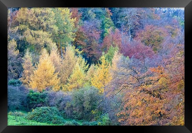 Colours of Autumn Framed Print by Paul Evans