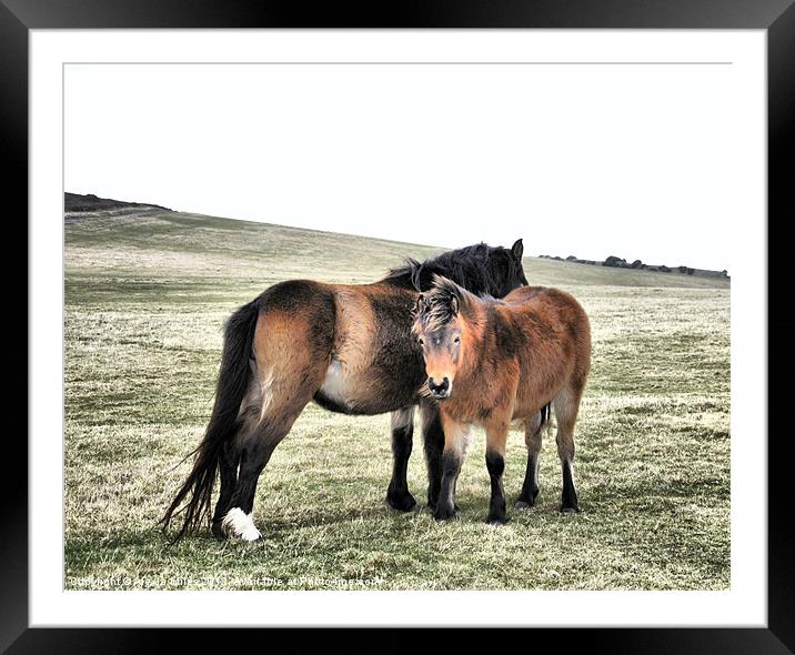 Exmoor Ponies Framed Mounted Print by Alexia Miles