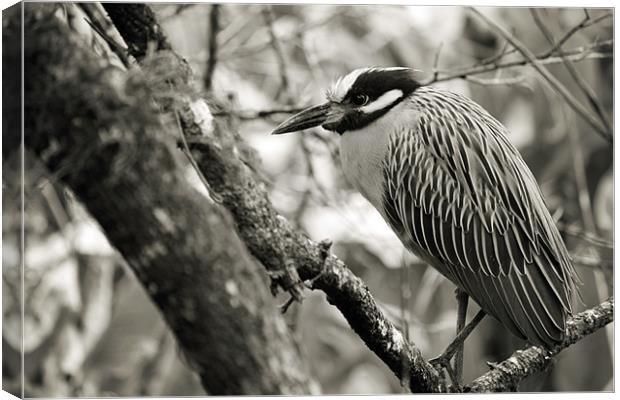 Night Heron BW Canvas Print by Candice Smith