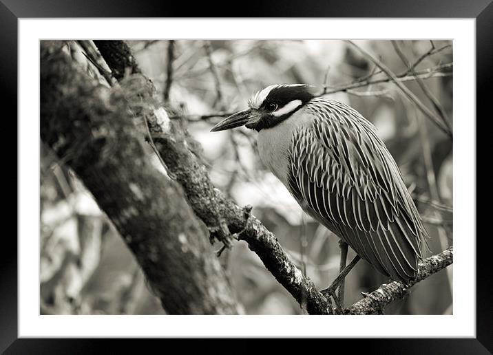 Night Heron BW Framed Mounted Print by Candice Smith