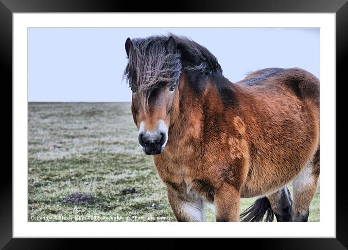 Pony on Exmoor Framed Mounted Print by Alexia Miles