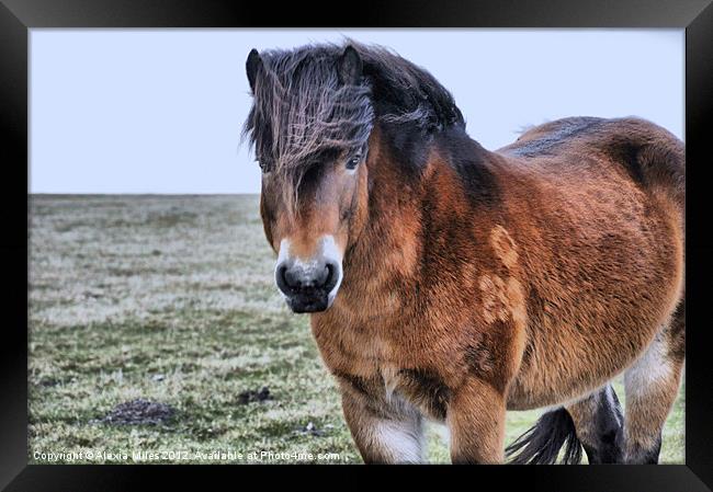 Pony on Exmoor Framed Print by Alexia Miles