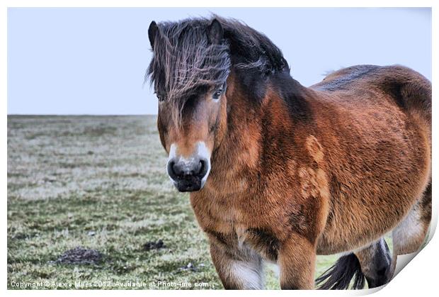 Pony on Exmoor Print by Alexia Miles