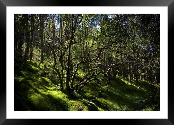Sunny Woods Framed Mounted Print by Helen McAteer