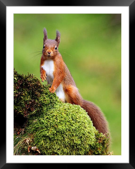 Red Squirrel Framed Mounted Print by Grant Glendinning