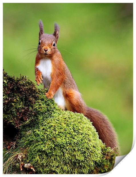 Red Squirrel Print by Grant Glendinning