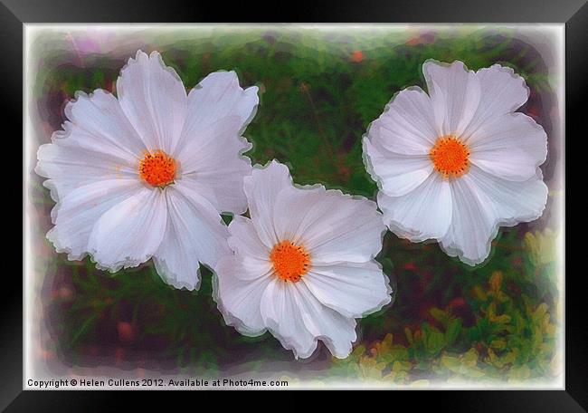 WHITE DAISIES Framed Print by Helen Cullens