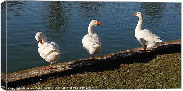 THREE WHITE GEESE Canvas Print by Helen Cullens