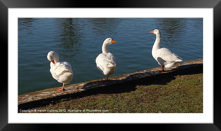 THREE WHITE GEESE Framed Mounted Print by Helen Cullens