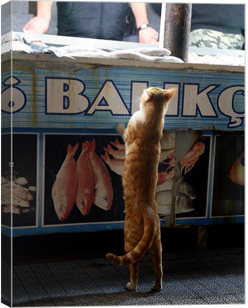 Cat at Fish Market Canvas Print by david harding