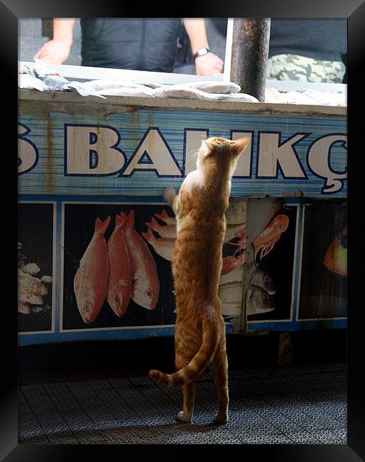 Cat at Fish Market Framed Print by david harding