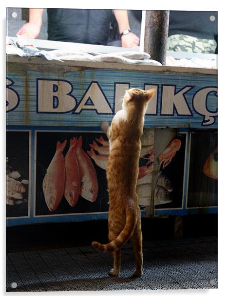 Cat at Fish Market Acrylic by david harding