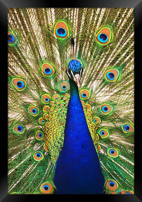Peacock Dunfermline Glen Framed Print by Andrew Beveridge