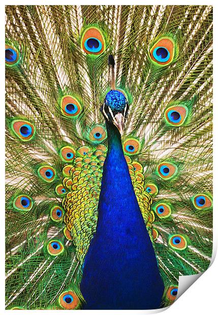 Peacock Dunfermline Glen Print by Andrew Beveridge