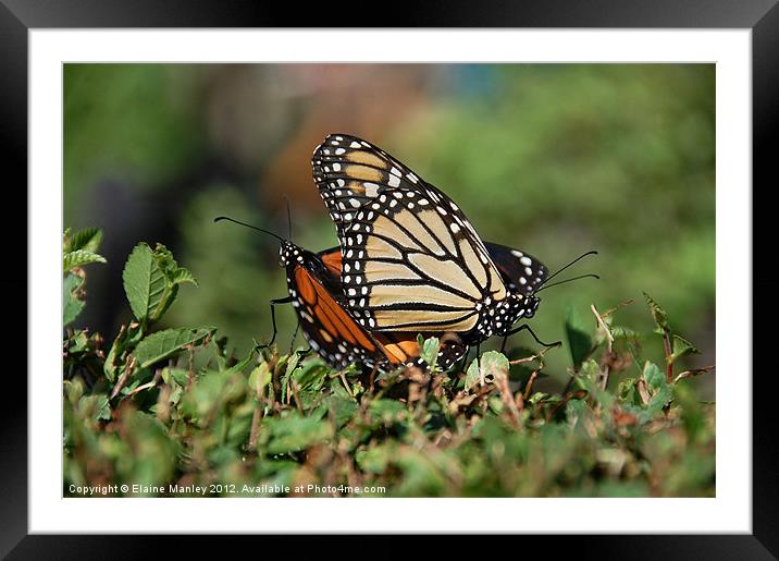 Monarch Mates Framed Mounted Print by Elaine Manley