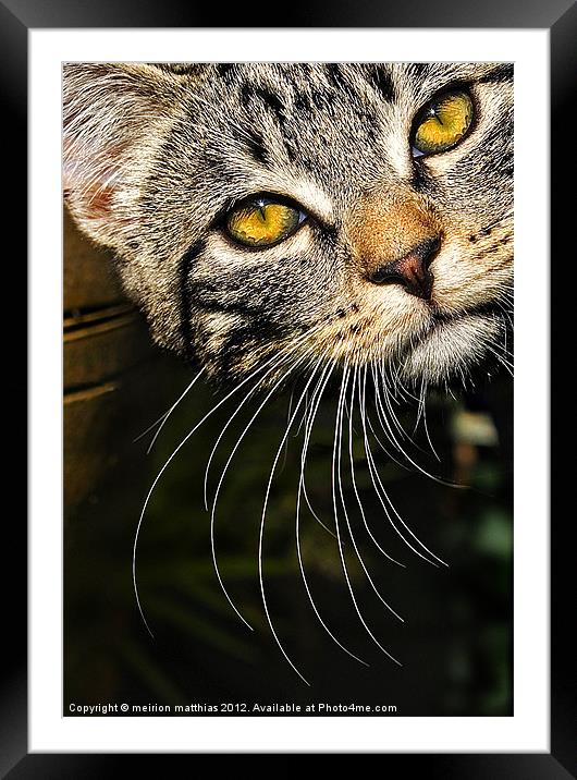 whisker WOW Framed Mounted Print by meirion matthias