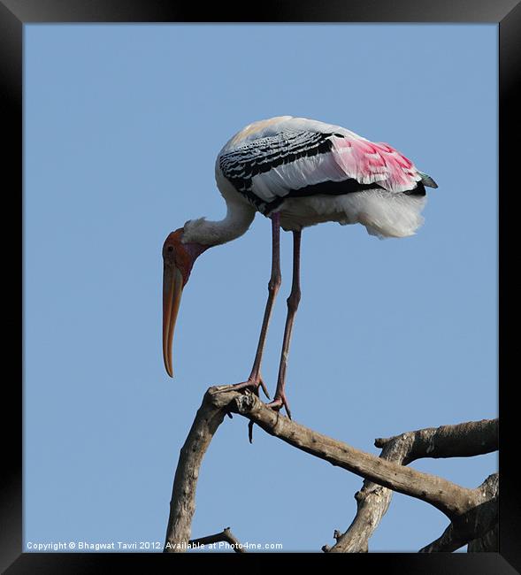 Painted Stork Framed Print by Bhagwat Tavri