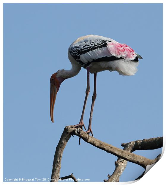 Painted Stork Print by Bhagwat Tavri