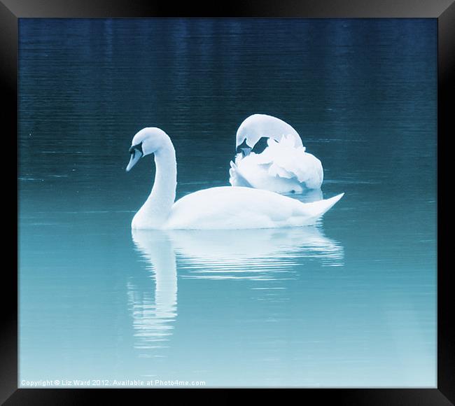 Swan Lake Framed Print by Liz Ward