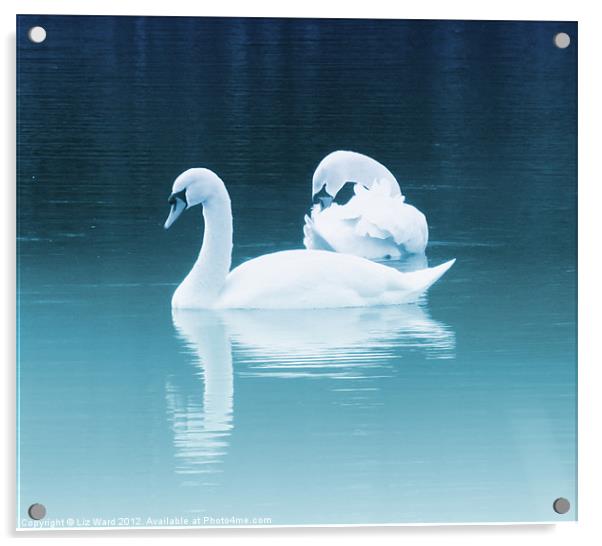 Swan Lake Acrylic by Liz Ward