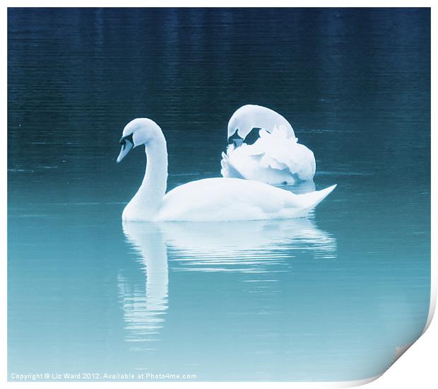 Swan Lake Print by Liz Ward