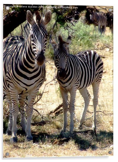 Zebra Acrylic by helene duerden
