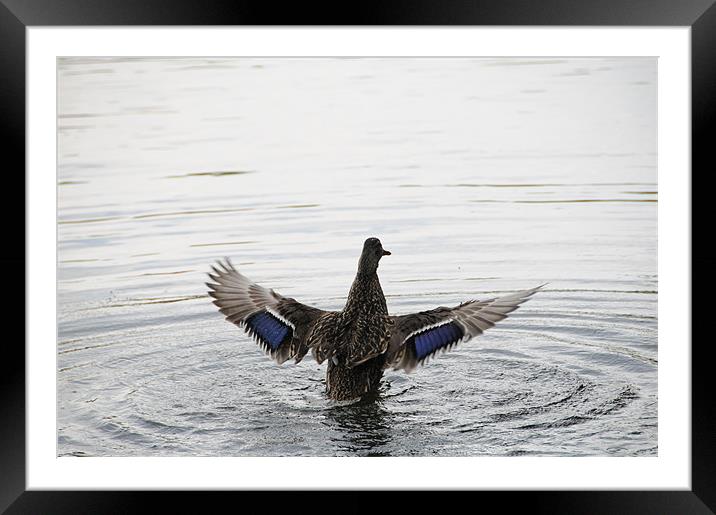 Wings of Flight Framed Mounted Print by DROO Photographer