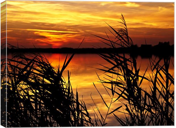 Sunset Through the Reeds Canvas Print by Paul Macro