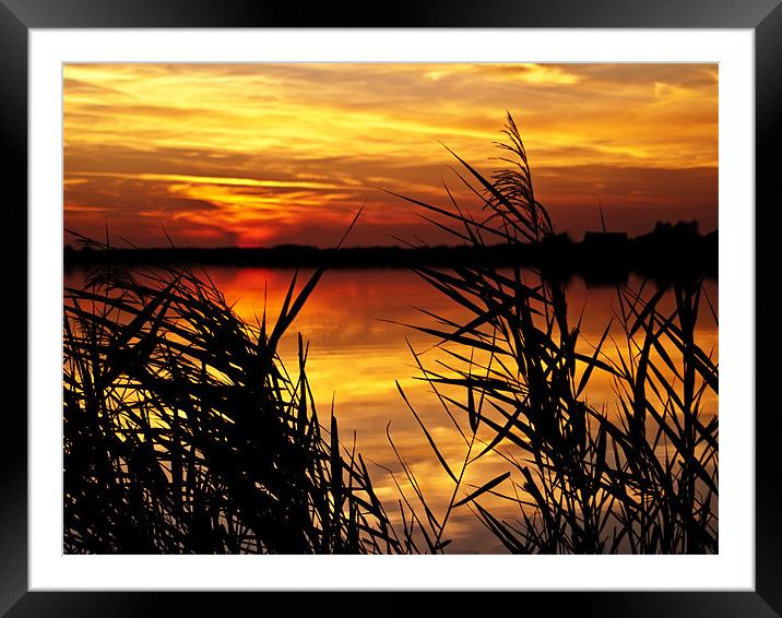 Sunset Through the Reeds Framed Mounted Print by Paul Macro
