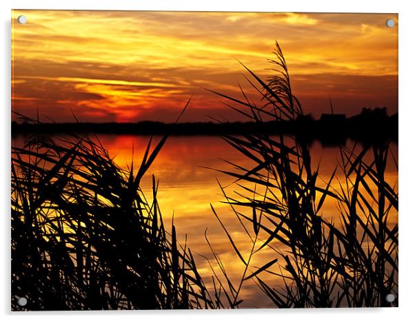 Sunset Through the Reeds Acrylic by Paul Macro