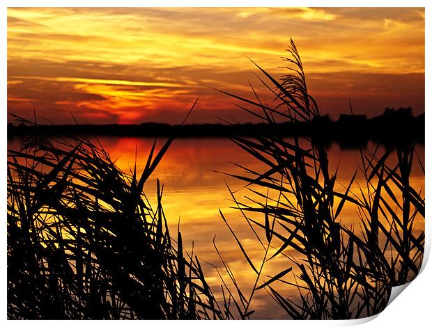 Sunset Through the Reeds Print by Paul Macro