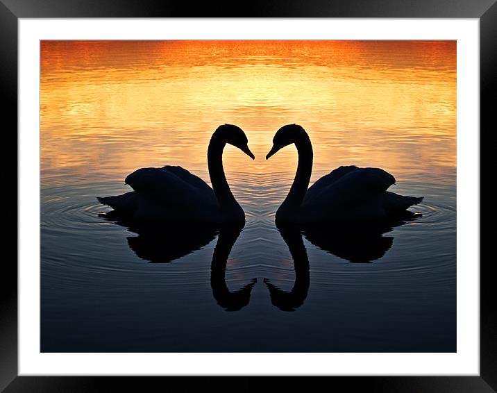 Swan Heart Framed Mounted Print by Paul Macro