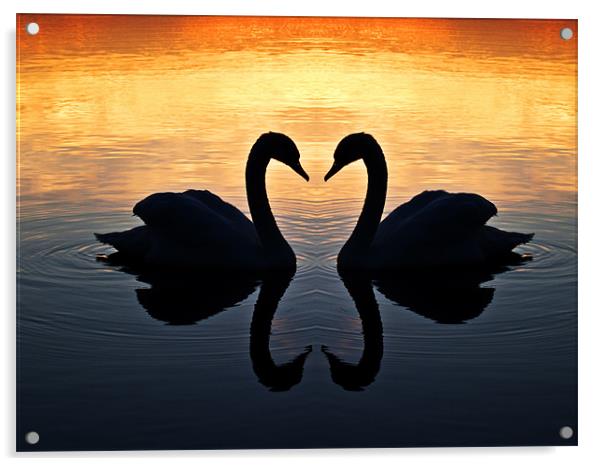 Swan Heart Acrylic by Paul Macro