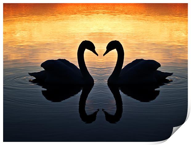 Swan Heart Print by Paul Macro